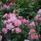 J-P Danel - Miss Daisy