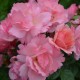 J-P Danel - Miss Daisy