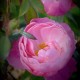 La Rose du Tigre