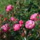 La Rose du Tigre