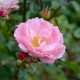 La Rose du Tigre