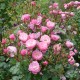 La Rose du Tigre