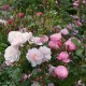 La Rose du Tigre