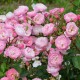La Rose du Tigre