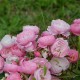 La Rose du Tigre