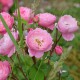 La Rose du Tigre