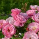 La Rose du Tigre