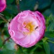 La Rose du Tigre