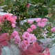 La Tine d'Amour
