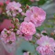 La Tine d'Amour
