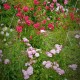 Le Rosier des Hauts Clochers