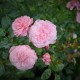 Le Rosier des Hauts Clochers