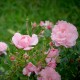 Le Rosier des Hauts Clochers