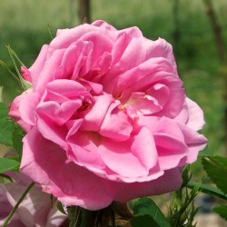 Damas 4 saisons