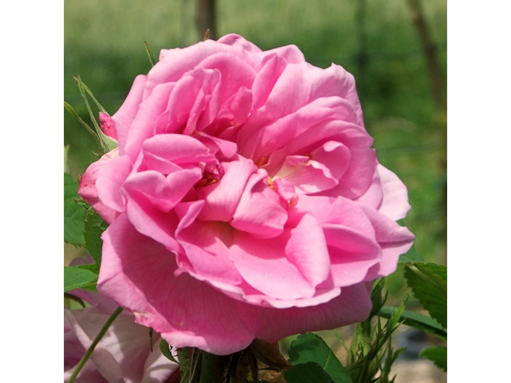 Damas 4 saisons