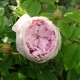 Daphnée Filiberti