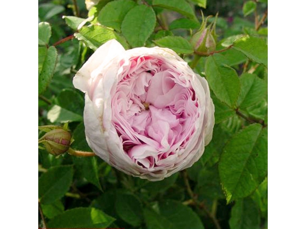 Daphnée Filiberti