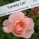 Lovely Lin