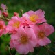 Mela Rosa