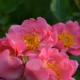 Mela Rosa