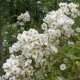 Philadelphus         