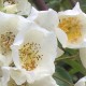 Philadelphus         