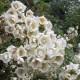 Philadelphus         