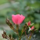 Ti Puce d'Amour