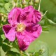 Elie's rose                