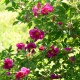Elie's rose                