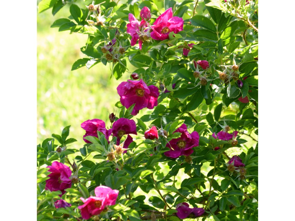 Elie's rose                