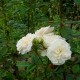 Sombreuil