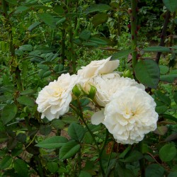 Sombreuil
