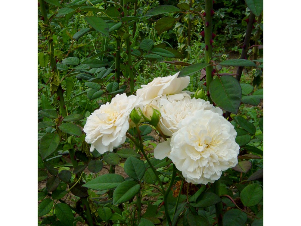 Sombreuil