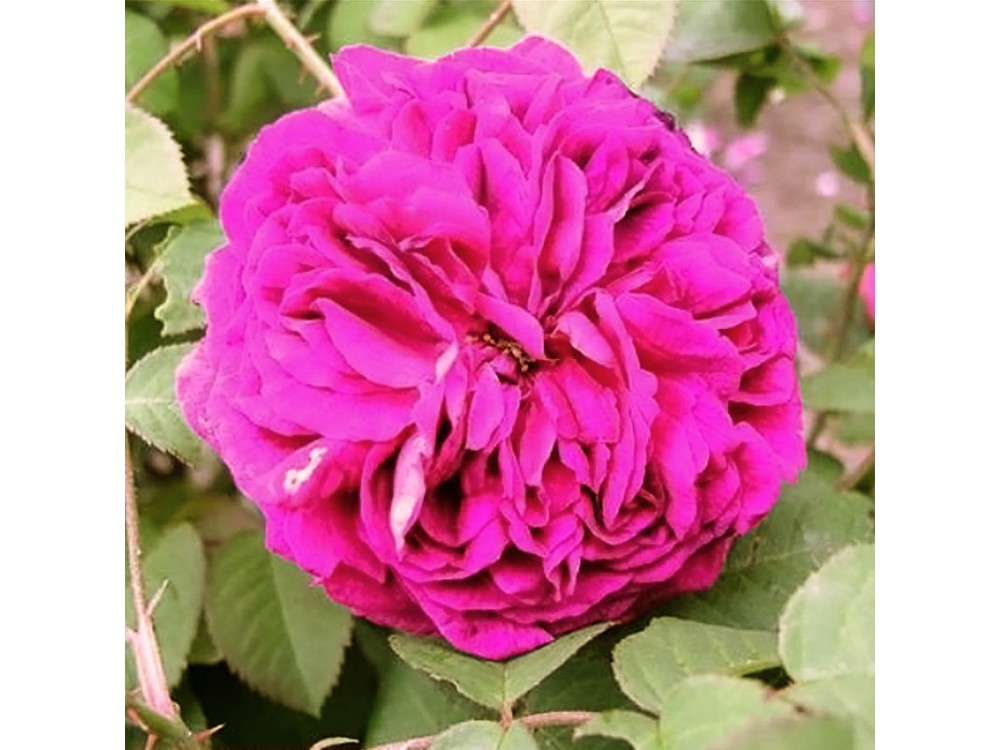Emma la Rouge