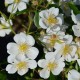Rose du Feÿ