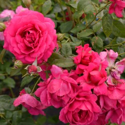 Rose Amable