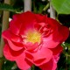 Reflets de Jardin