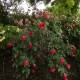 Red Parfum