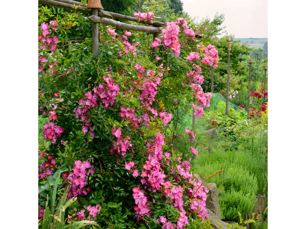 Fil des Saisons       