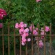 Florine, Brigante d'Artois