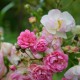 Florine, Brigante d'Artois