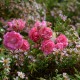Florine, Brigante d'Artois