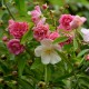 Florine, Brigante d'Artois