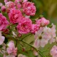 Florine, Brigante d'Artois