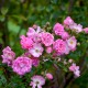 Florine, Brigante d'Artois