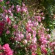 Florine, Brigante d'Artois