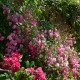 Florine, Brigante d'Artois