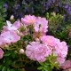 Le Jardin d'Elouise