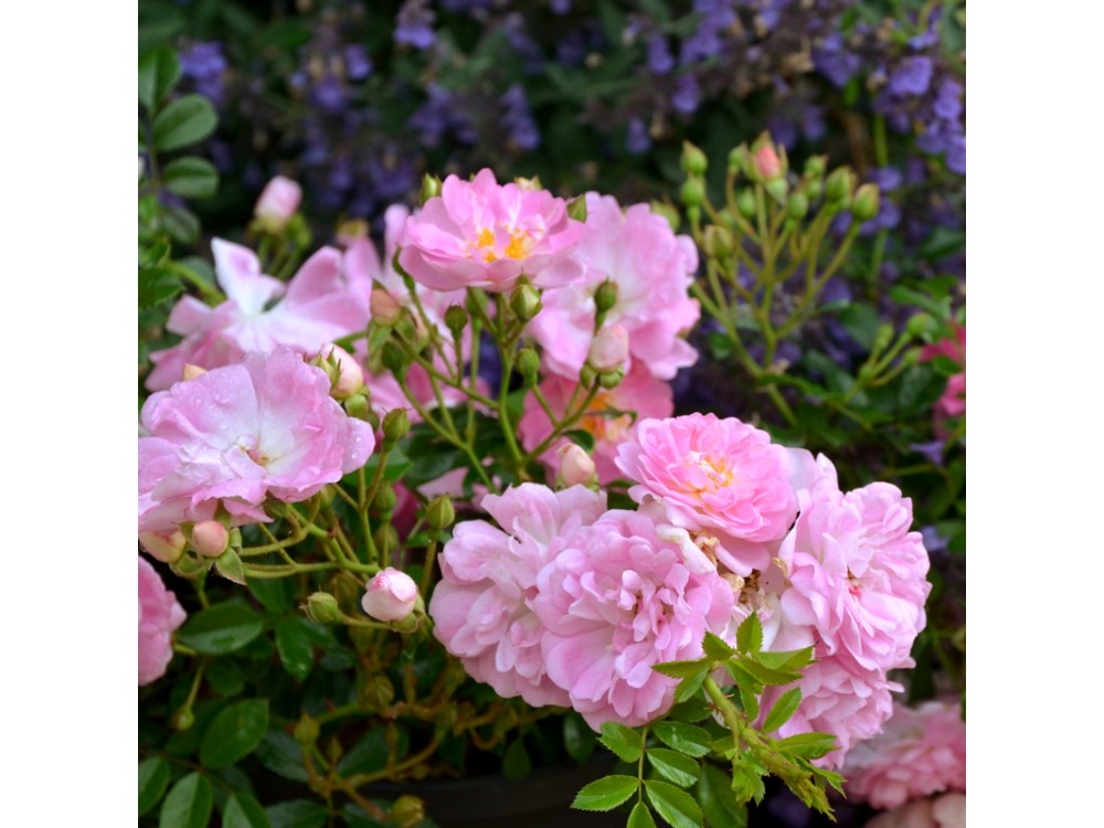 Le Jardin d'Elouise